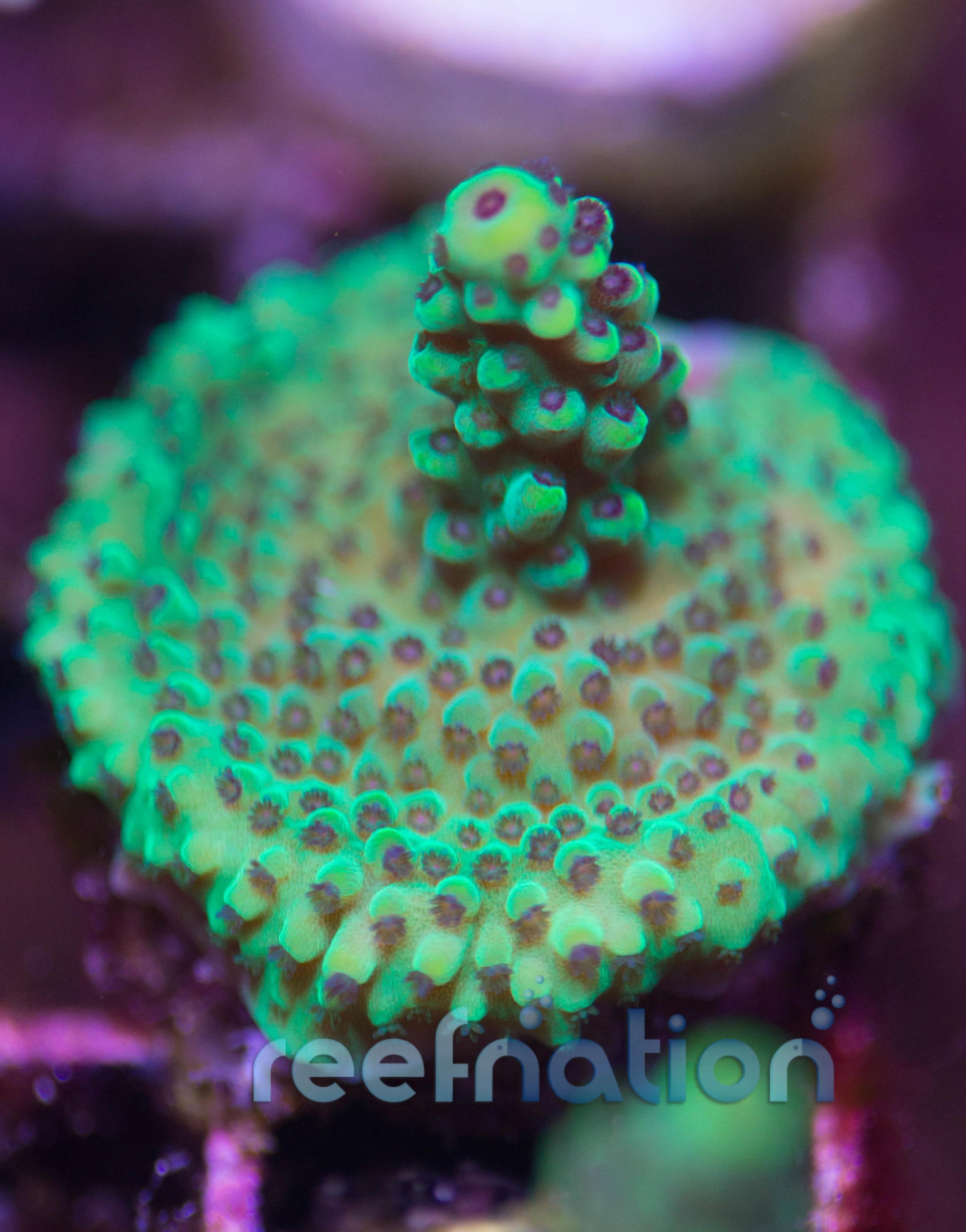 IC-Raspberry-Limeade-1_2048x.