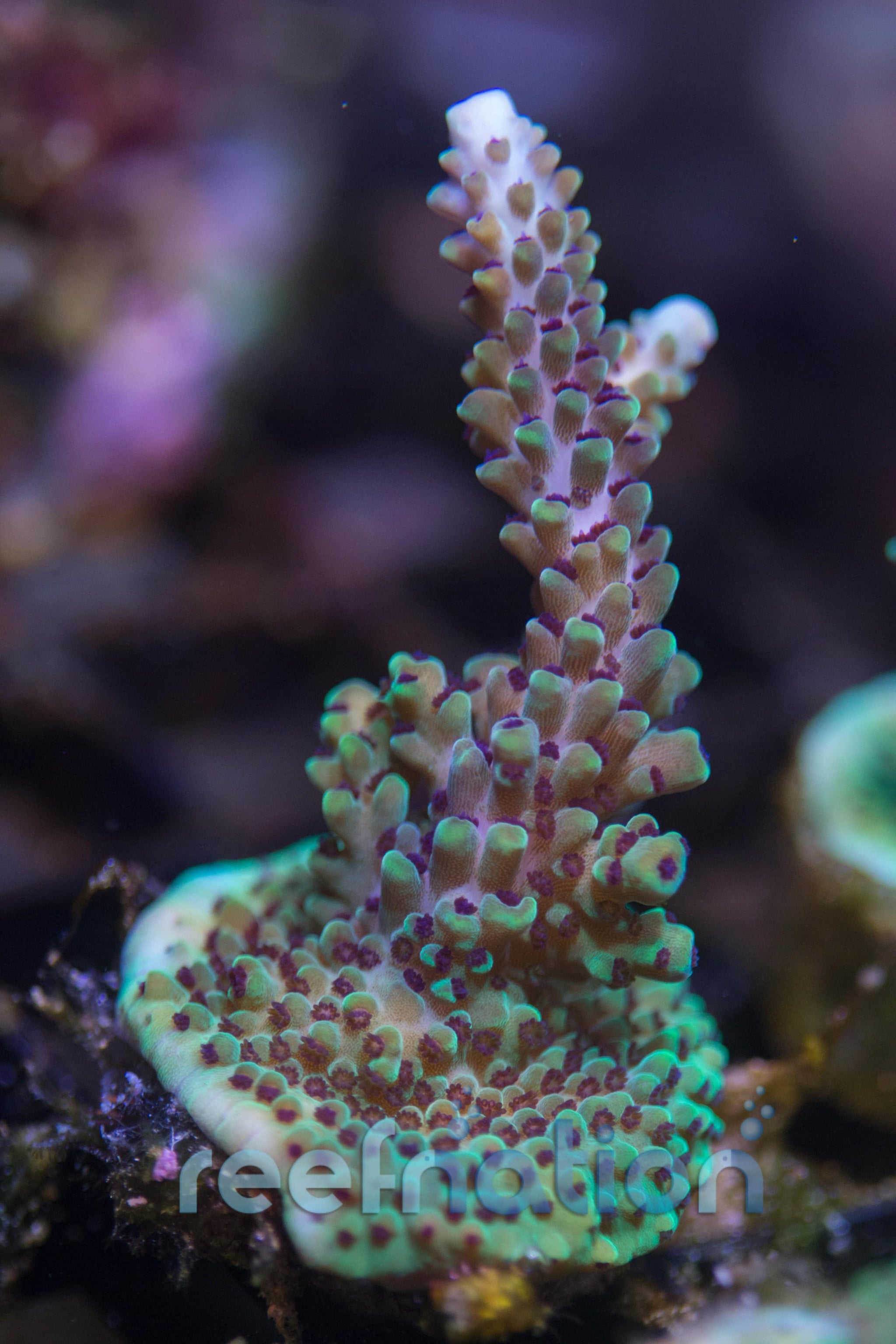 IC Raspberry Limeade – ReefNation