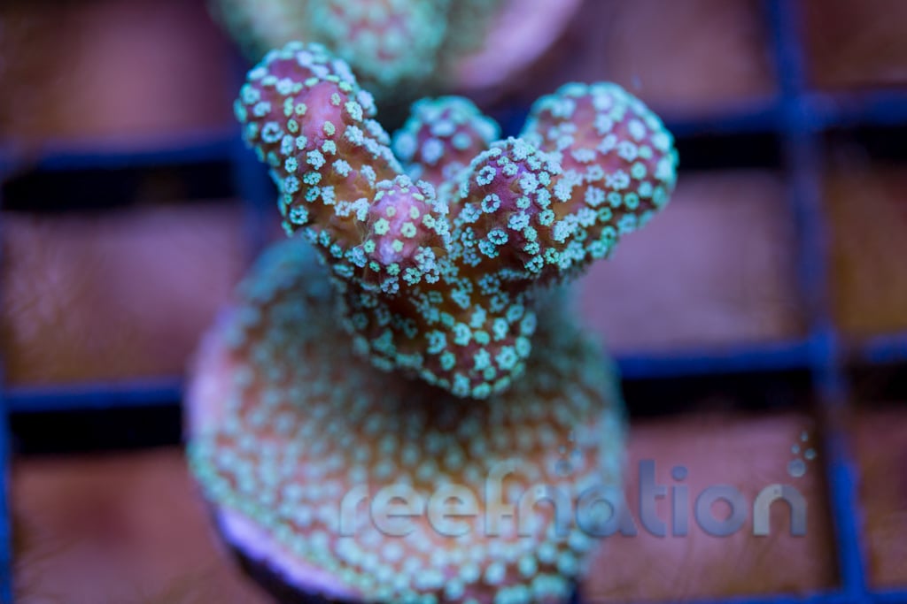JF Blue Polyp Bugout Stylo