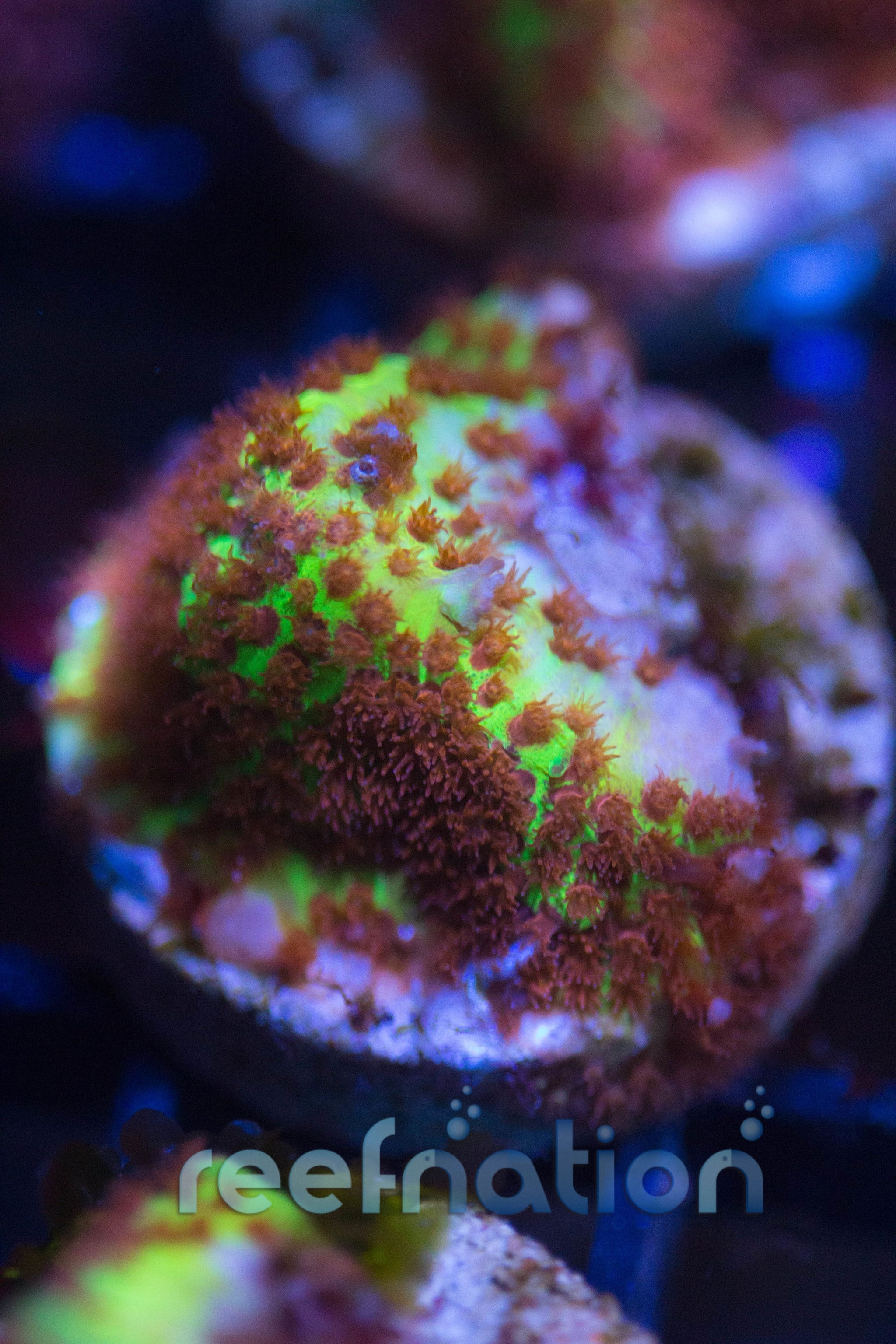 Jason Fox Burning Banana Styloceonelia – ReefNation
