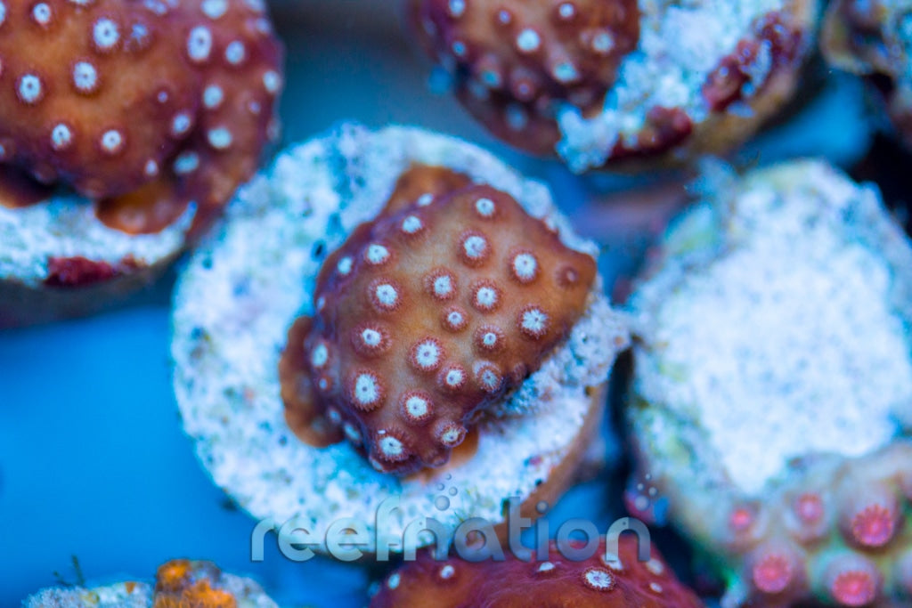 JF Candyland cyphastrea