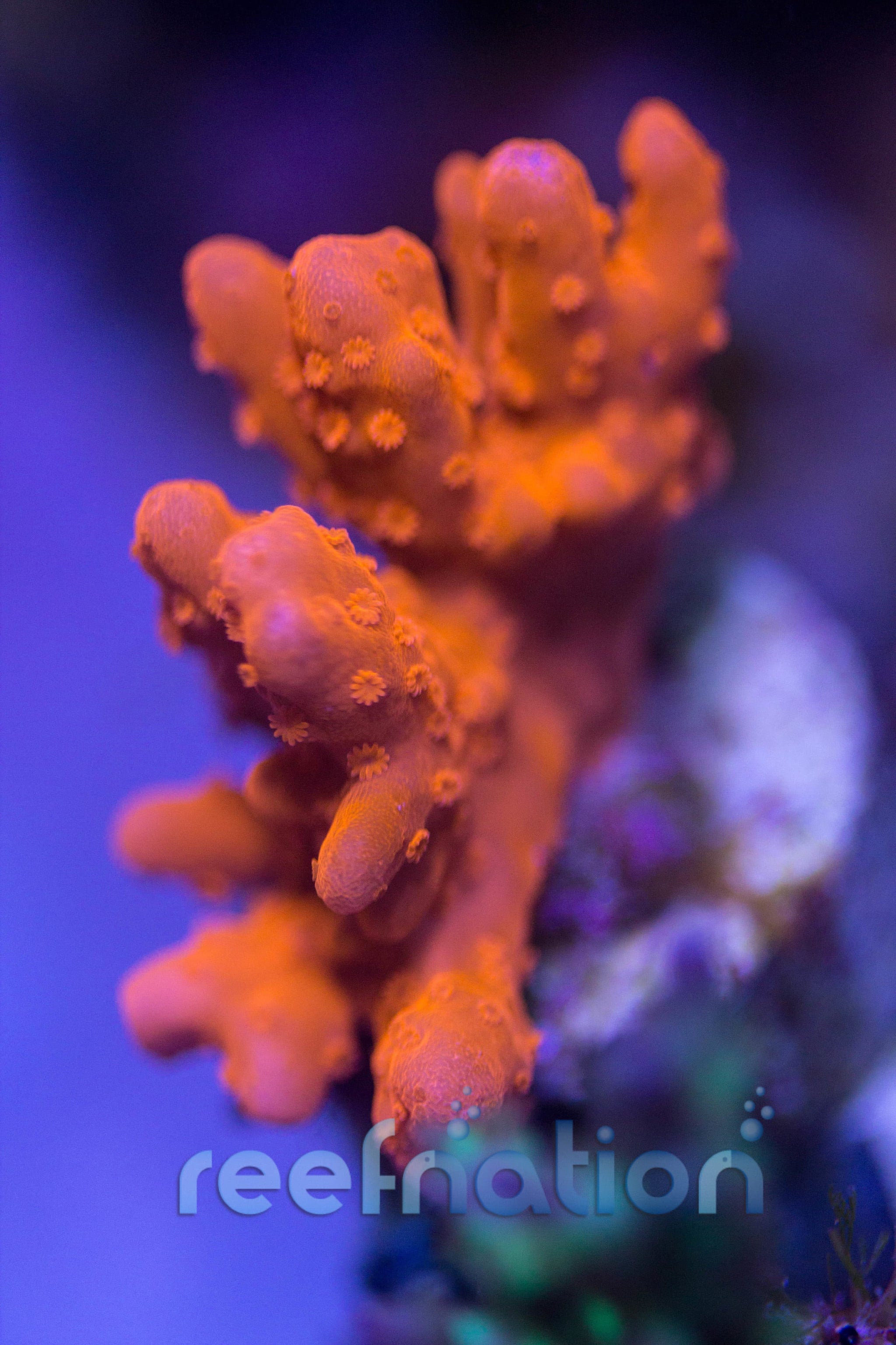 Jason Fox Red Hot Setosa – ReefNation