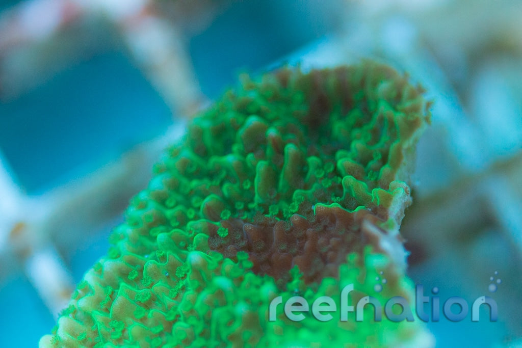 Jason Fox Cold Fusion Grafted Cap