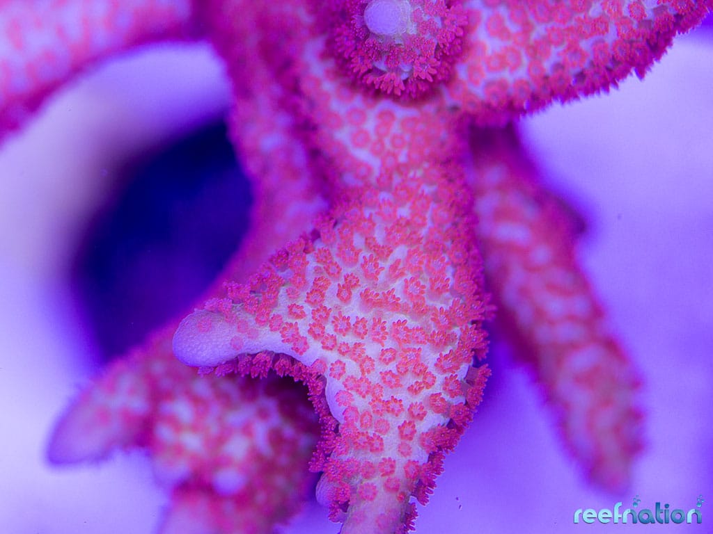 Forest Fire Digitata – ReefNation