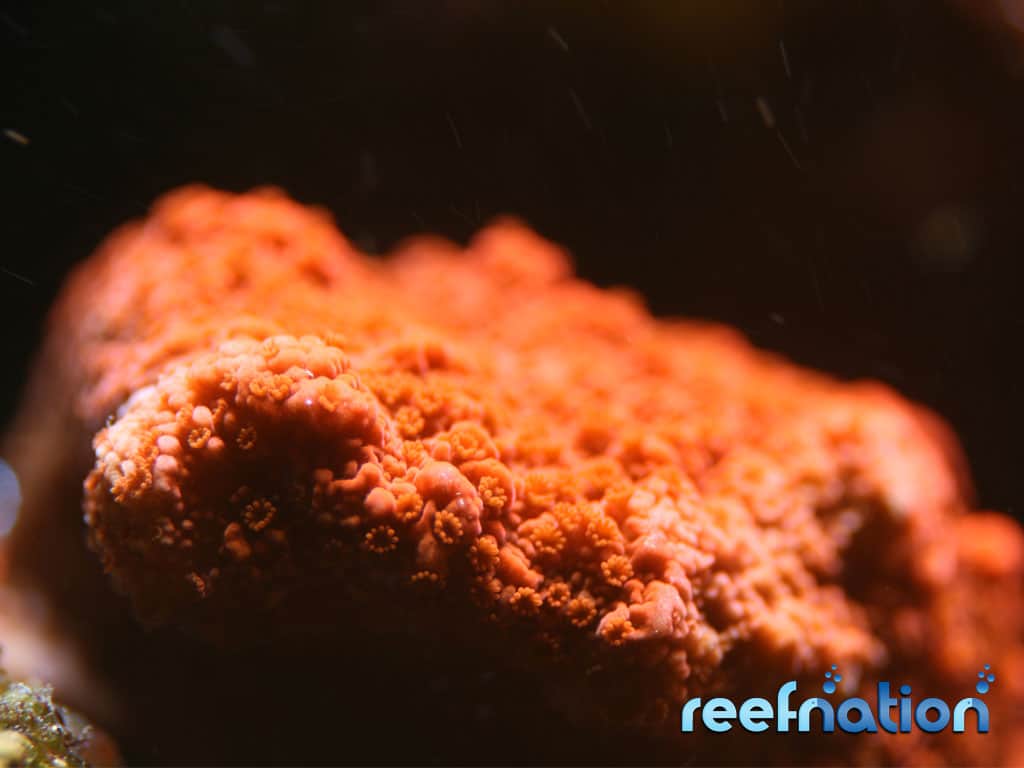 Jason Fox Orange Marmalade Montipora