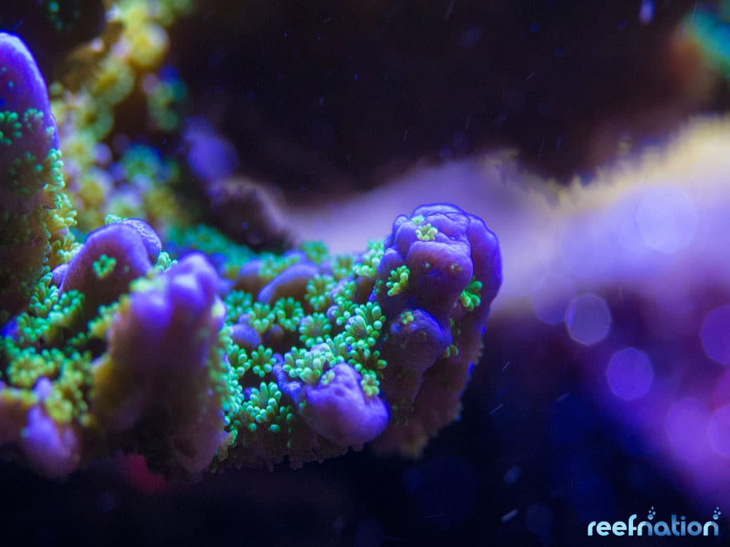 Tubbs Purple and Green Stellata Monti – ReefNation