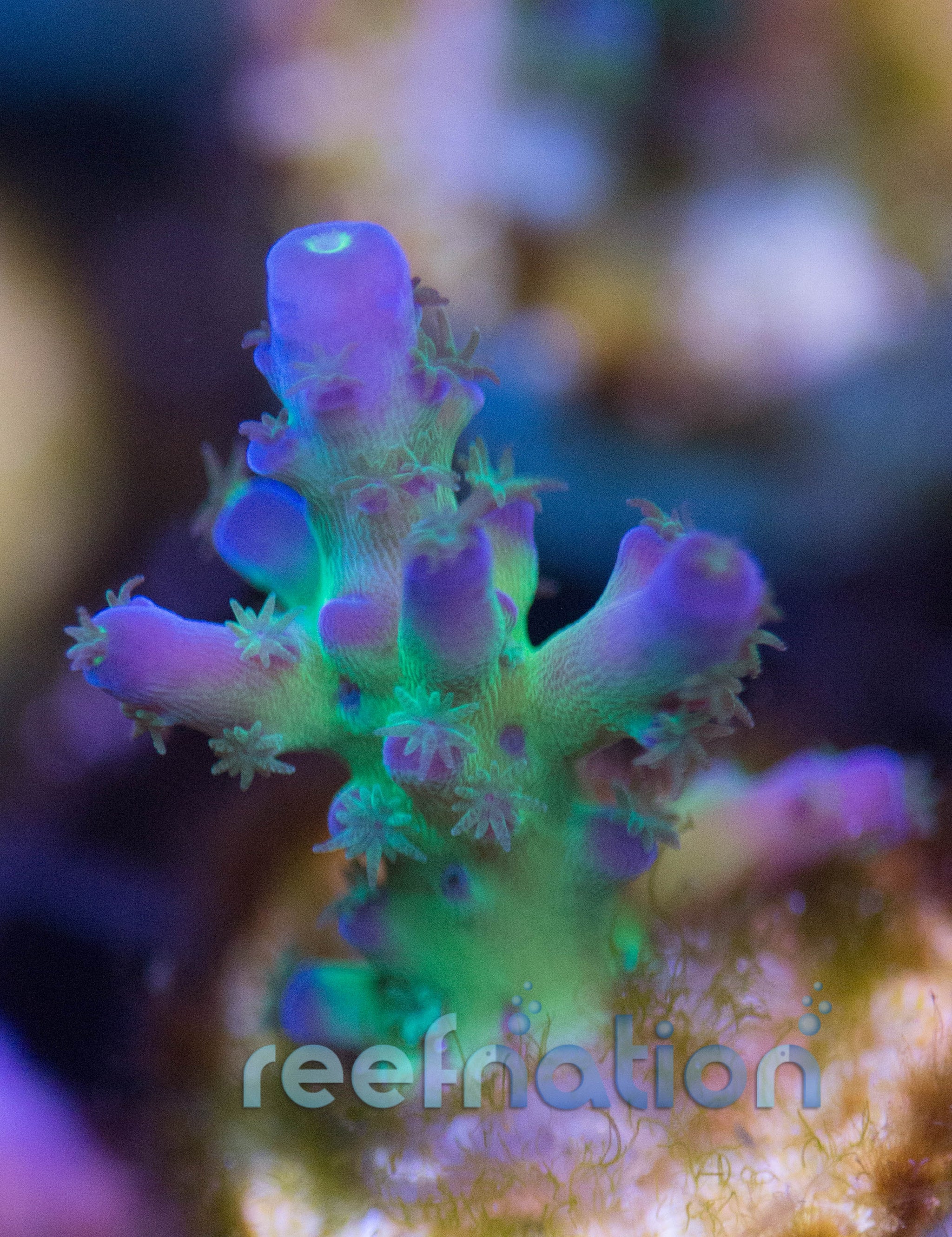 Cali Tort – ReefNation display picture 1