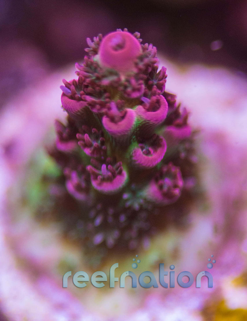 ORA Red Planet