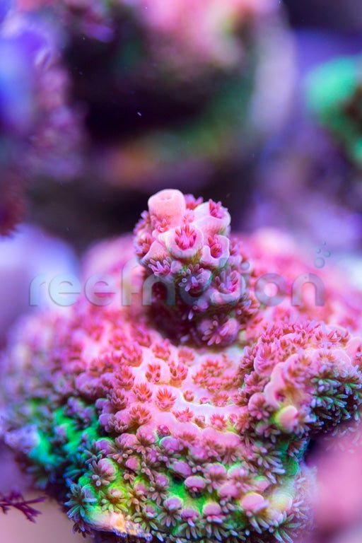 Reef Exotic Watermelon Milli