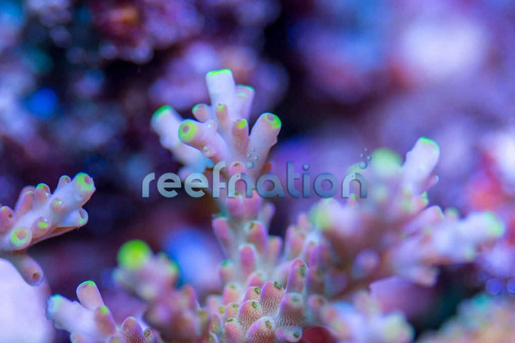 ReefNation Dragonfly