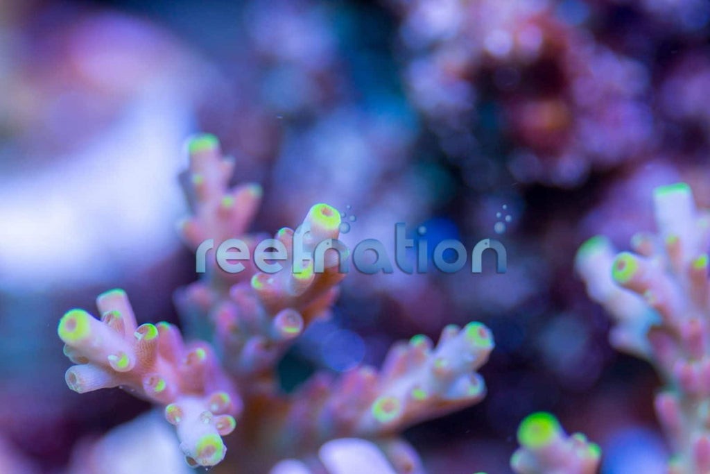 ReefNation Dragonfly