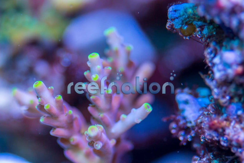 ReefNation Dragonfly