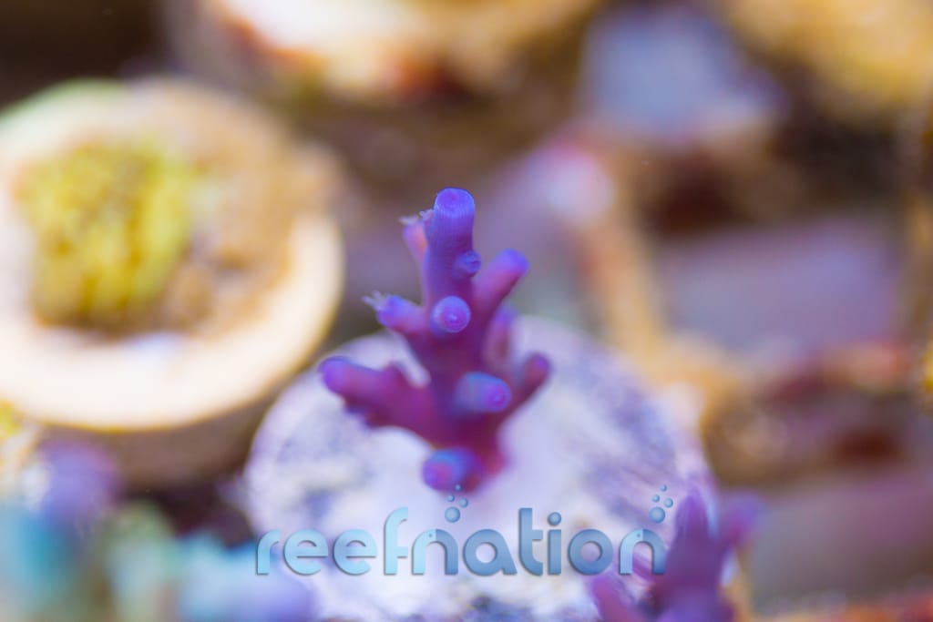reefnation purple turaki