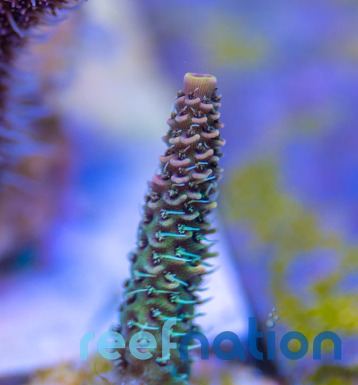 RN Rainbow Millepora