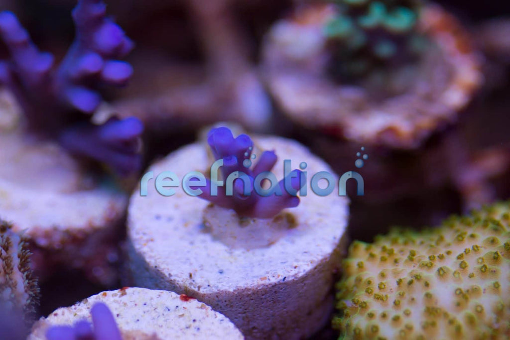reefnation purple turaki
