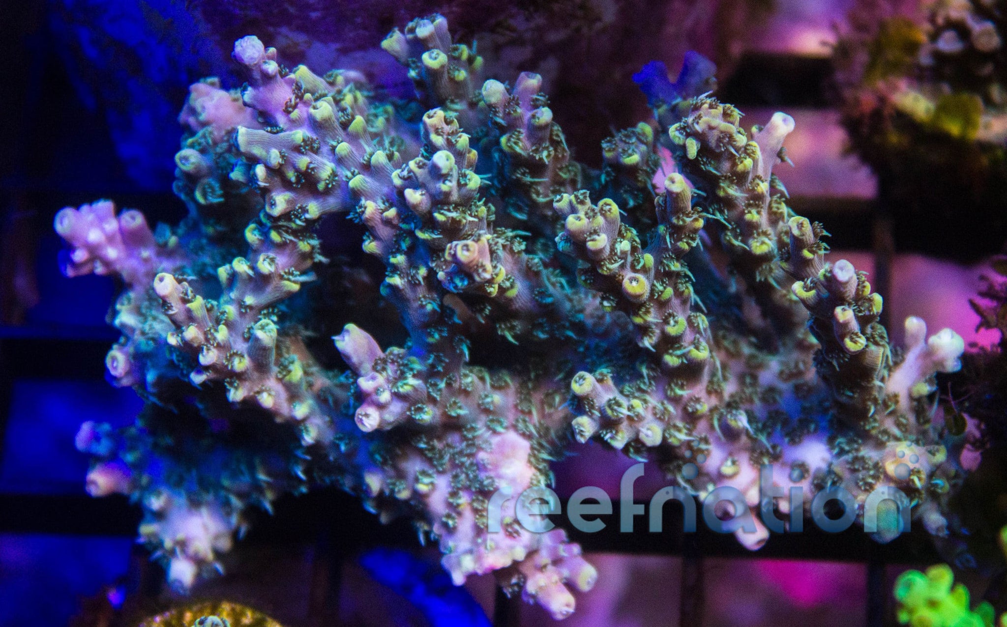 reef Men's Swellsole Cruiser Sandals in Yellow/Black/Blue | REEF®