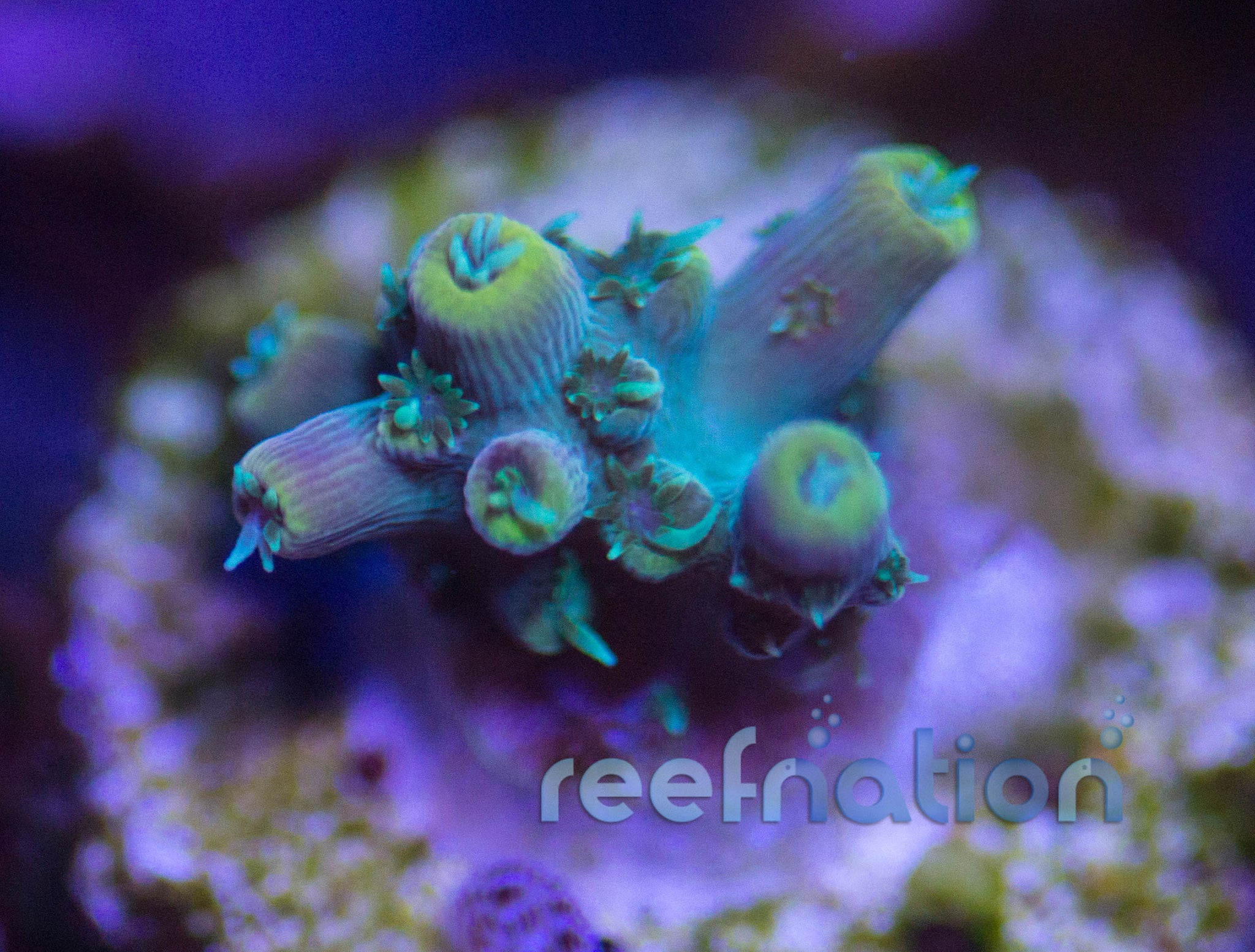 Reef Raft Asia Wolverine – ReefNation