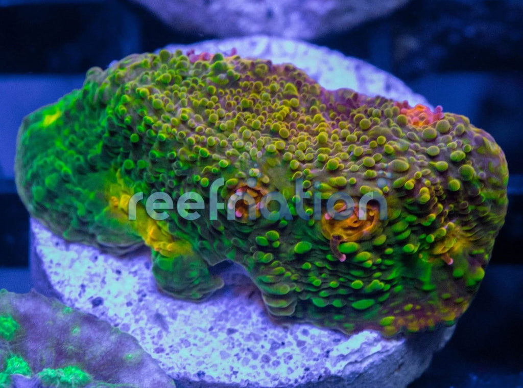 ReefNation Rainbow Chalice