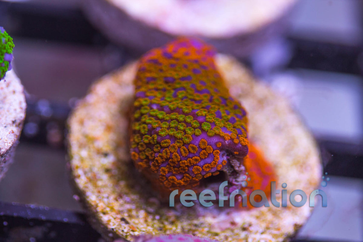 Red Roses Monti RN Rainbow Monti **Special This Week Only** – ReefNation