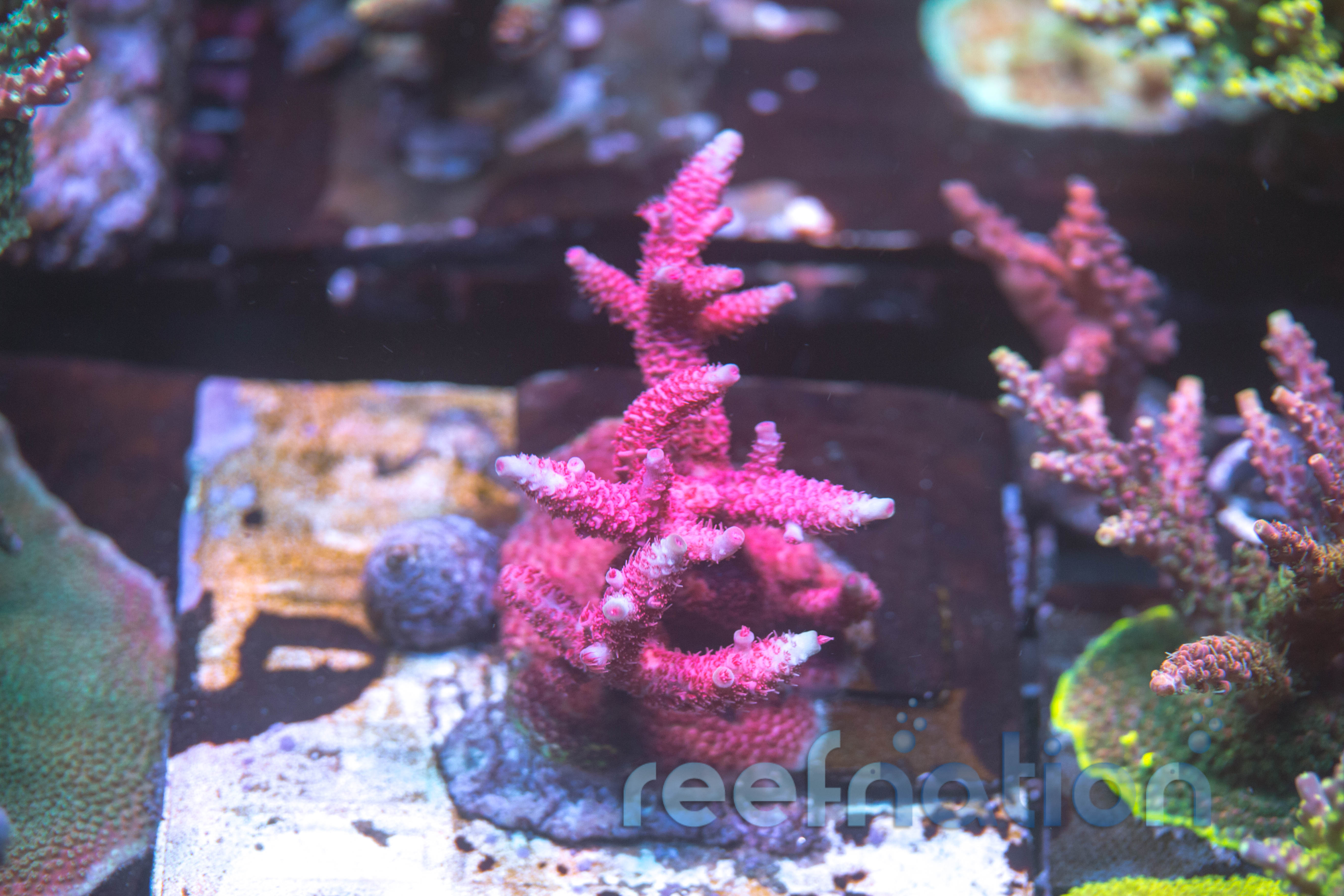 Red Riken Raft Reef Raft Raven – ReefNation