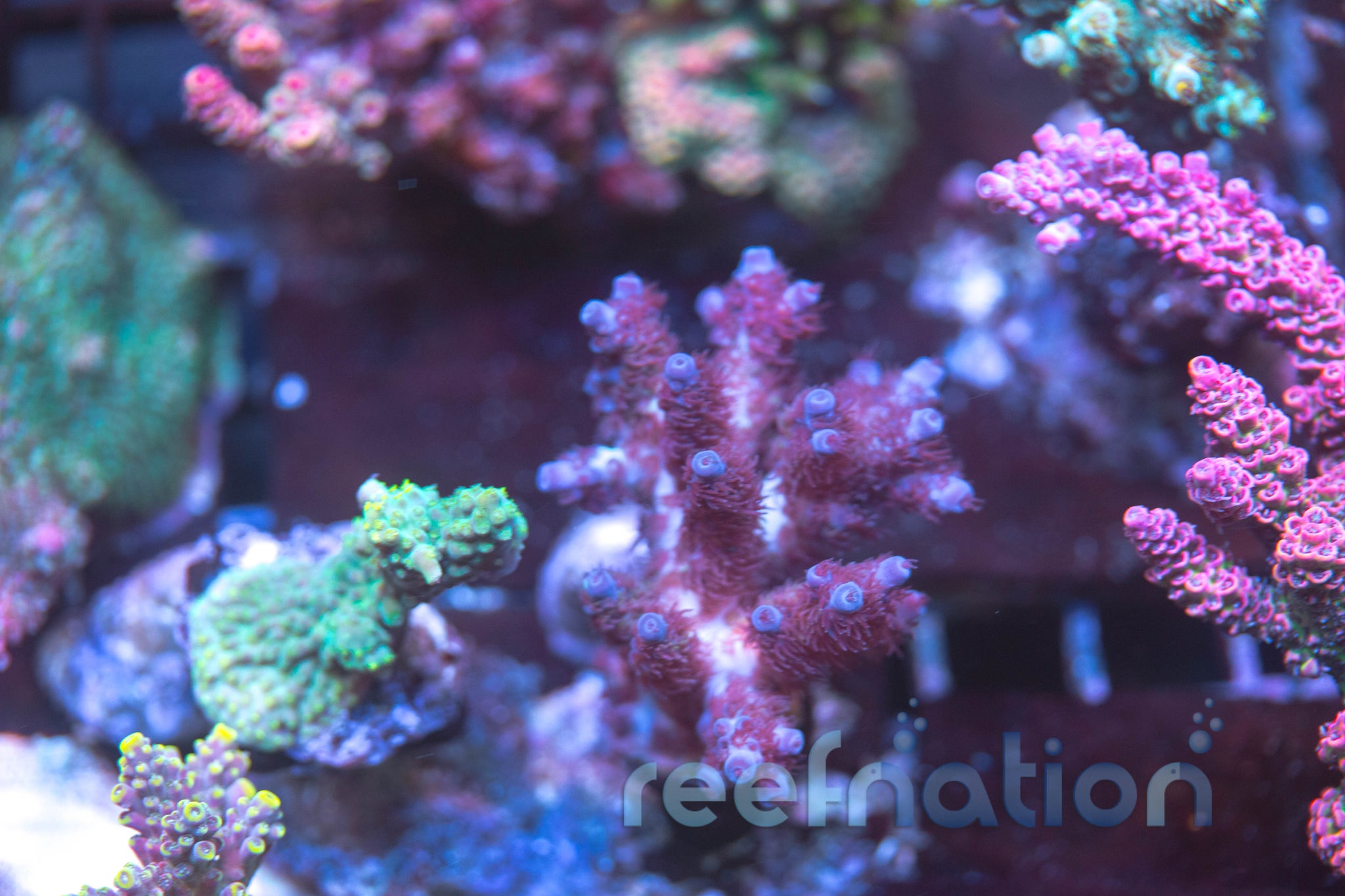 ReefRaftUSARRUSAPeacock_2048x.