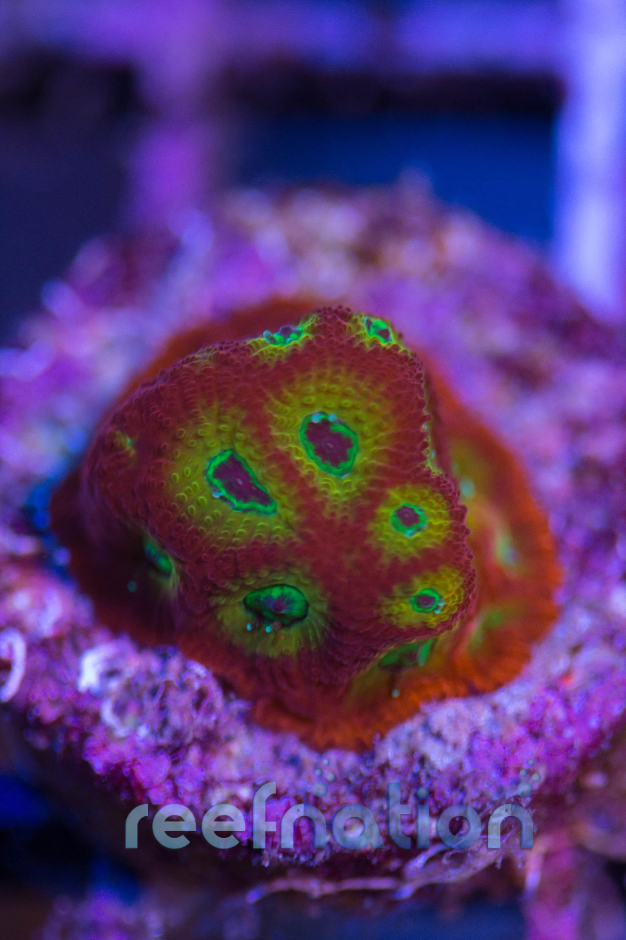 Spicy-Lemon-Favia_2048x.jpg?v=