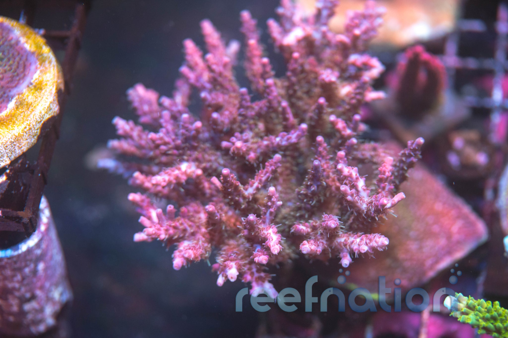 TSA The Fuzz **Special This Week** – ReefNation