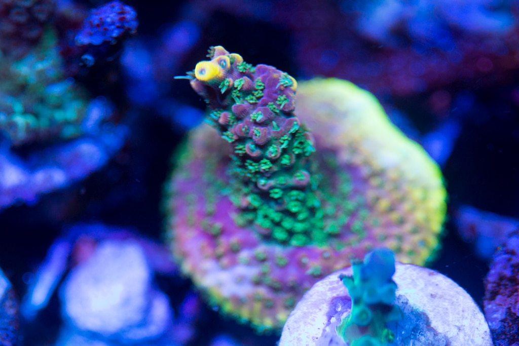 Two Guys Coral TGC Starfire