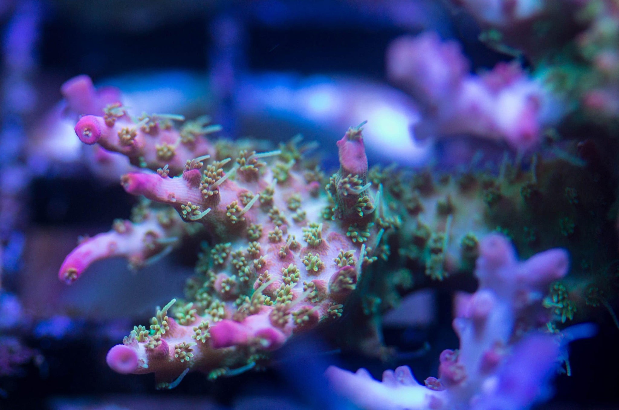 Tyree Pinky the Bear – ReefNation