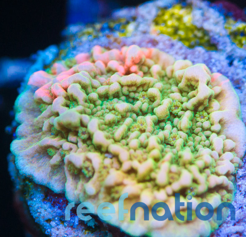 WWC Grafted Cap Frag