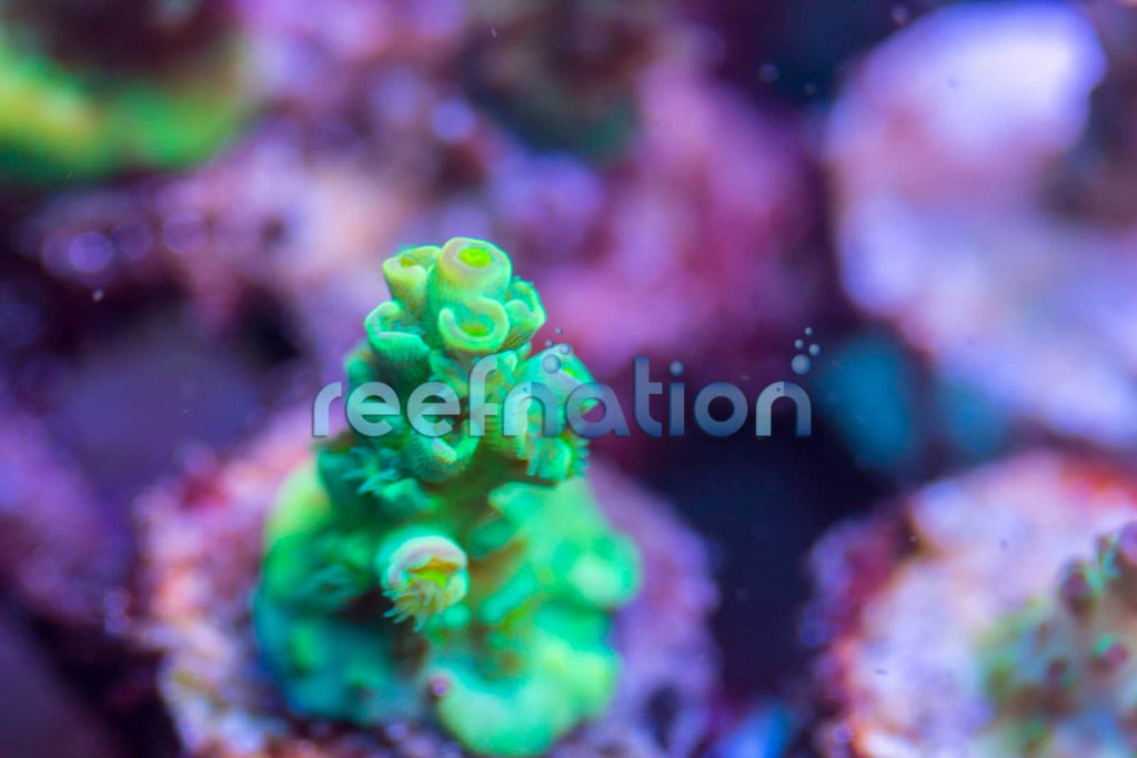 cornbred tenuis